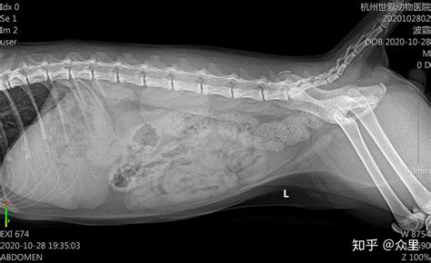 干性猫传腹诊断治疗复查停针的经历及费用 和一点小建议 知乎