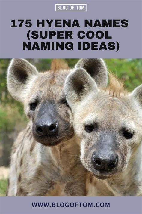 Unique Hyena Names for Your Pet