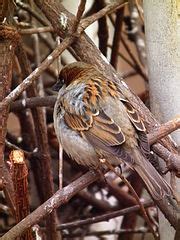 Category Passer domesticus in Baden Württemberg Wikimedia Commons