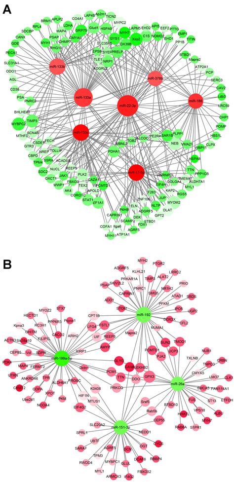 Mirna Mrna Interaction Network Associated With Muscle Development In