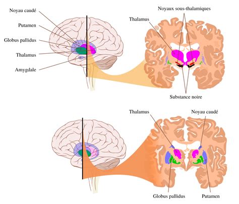 Histologie De La Substance Blanche De La Moelle épinière