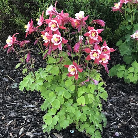 Aquilegia Songbird Cardinal Buy Columbine Perennials Online