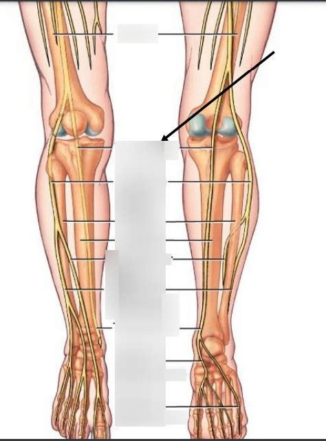 Aga Lower Limb 2 Nerves Diagram Diagram Quizlet