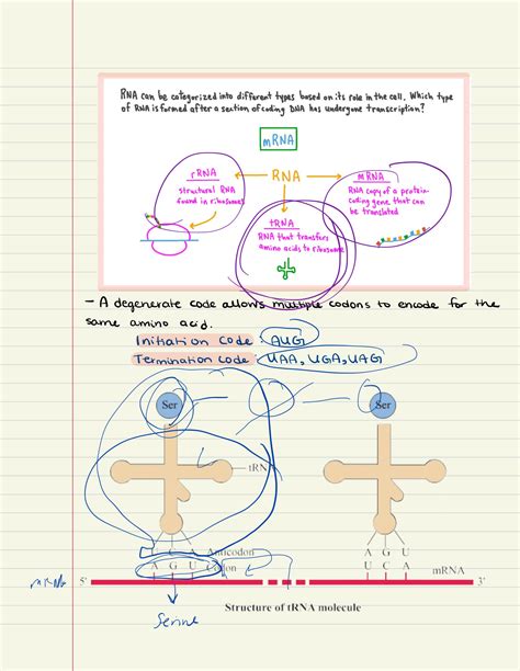 SOLUTION Chapter 17 Regulation Of Gene Expression 2 Studypool