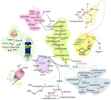 Metabolic Pathway Reconstruction Proteomics Based Metabolic Pathway