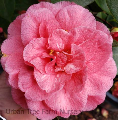 Camellia Japonica Nuccio S JEWEL STD Urban Tree Farm Nursery