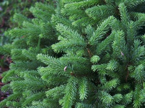 Plantfiles Pictures Dwarf Norway Spruce Pumila Picea Abies By Hczone6