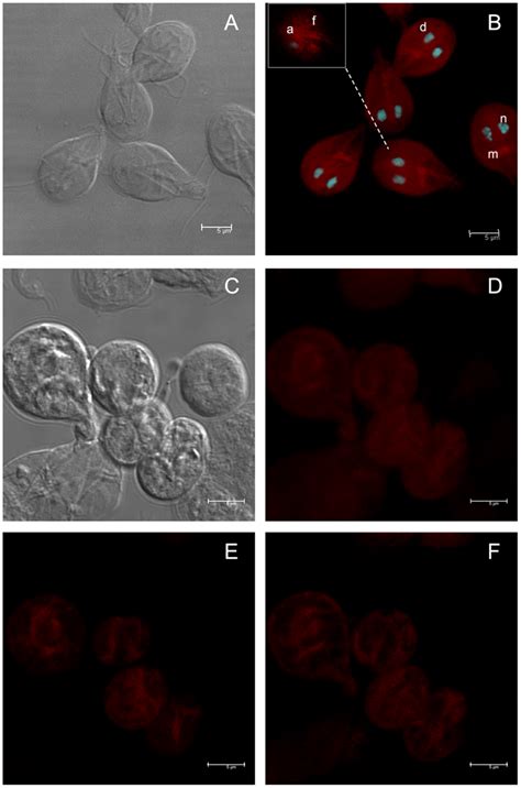 Localization Of Actin In Giardia Lamblia Trophozoites And Cysts The Download Scientific