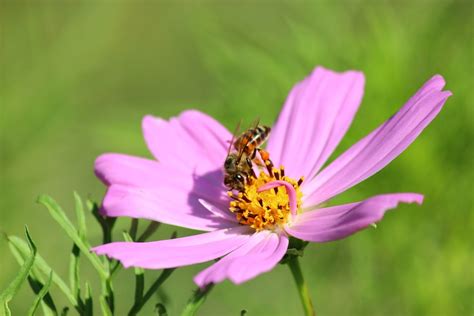 Blume Biene Cosmea Kosmos Kostenloses Foto Auf Pixabay