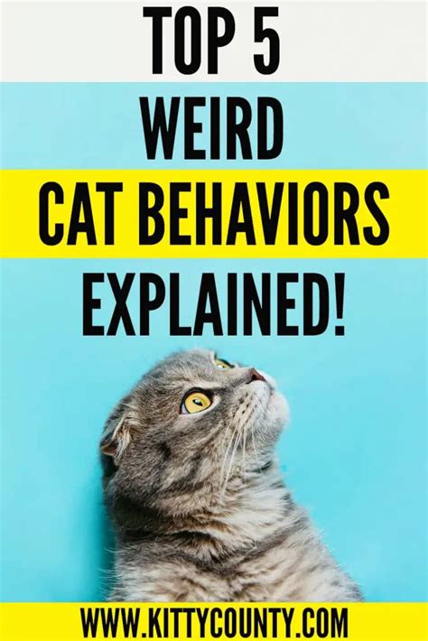 Top 5 Weird Cat Behaviors And What Do They Mean Kitty County