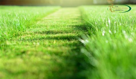 Bermuda Grass Lawn Care Tips - How To Take Care Of Your Yard? - The ...