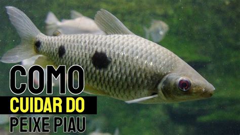 Peixe Piau é Remoso