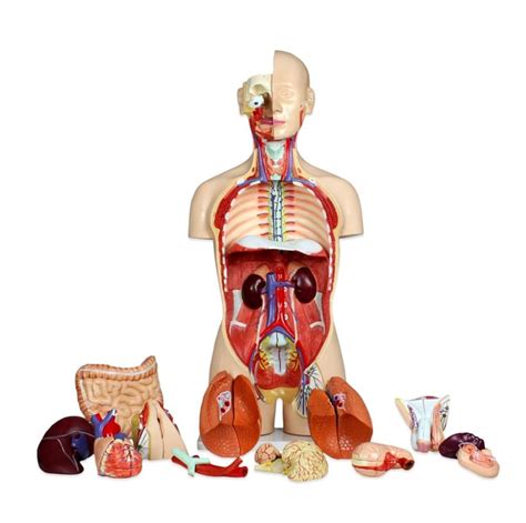 Walter Products Life Size Dual Sex Human Torso With Open Back X X In Buy Online