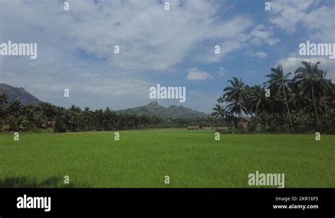 Beautiful Green Paddy Fields And Coconut Palm Trees In Kanyakumari