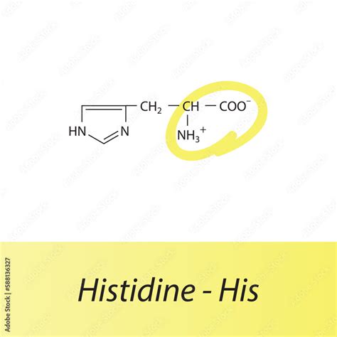 Histidine His H Amino Acid Structure Skeletal Formula With Amino