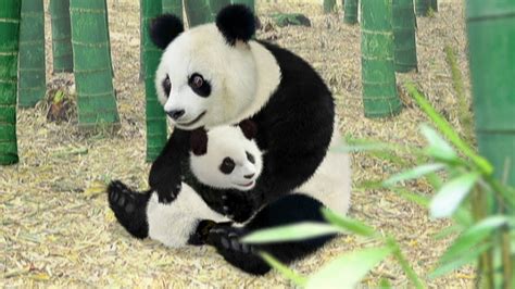 Les Wonder Choux Sauvent Un Panda Les Wonder Choux Sauvent Une Souris