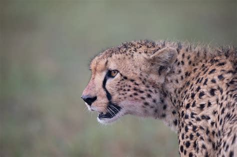 Premium Photo | Cheetah face close-up