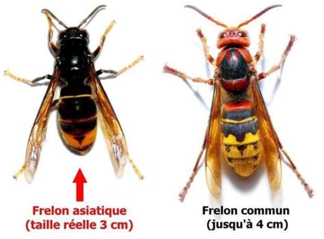 Lutte contre le frelon asiatique que faire face à un nid ou une