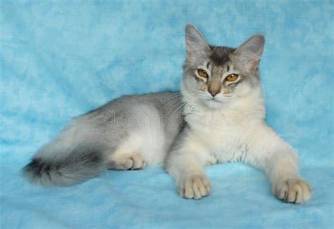 Blue silver somali cat stock image. Image of mammal, blue - 12679627