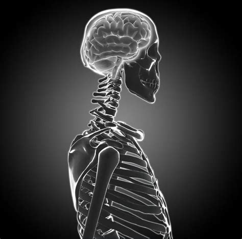 Human Brain Medical Scan Stock Photo By CLIPAREA 13280402