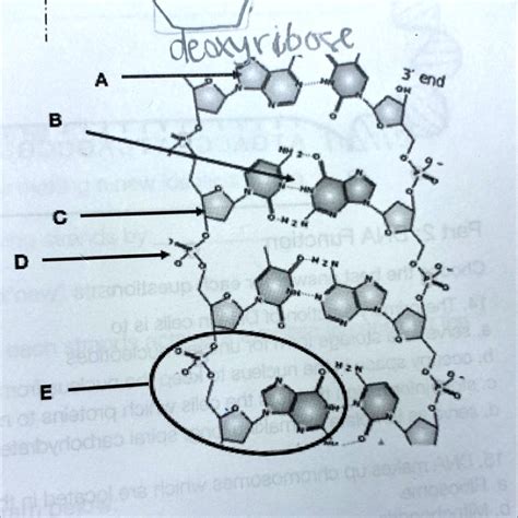 SOLVED 1 Label The Following Parts Of The DNA Molecule A B C D E