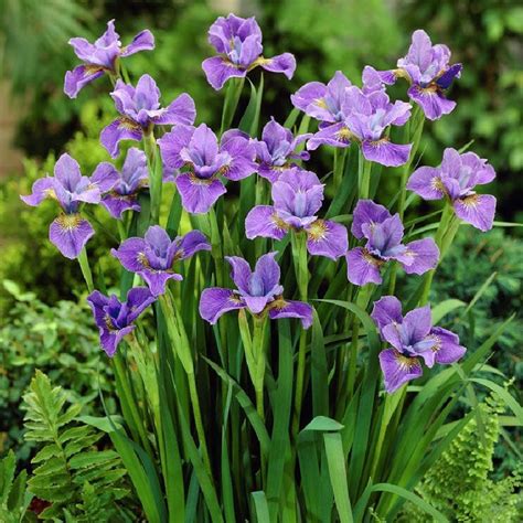 Siberian Iris - Purple | Flower Bulbs | Eden Brothers