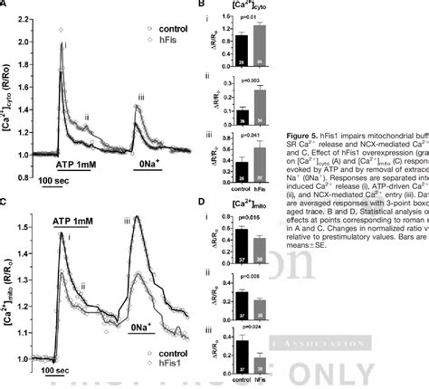 Figure 1 From Mitochondrial Regulation Of Sarcoplasmic Reticulum Ca2