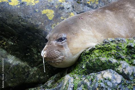 Elephant seal lying on stones with a bit of snot hanging on the nose ...