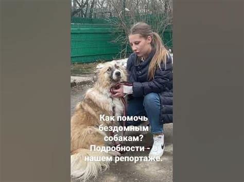 Как помочь бездомным собакам? - YouTube