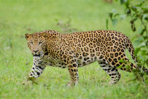 Jungle Safari in Kabini| Kabini Wildlife Safari