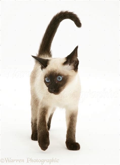 Seal Point Siamese Kitten Photo Wp11023