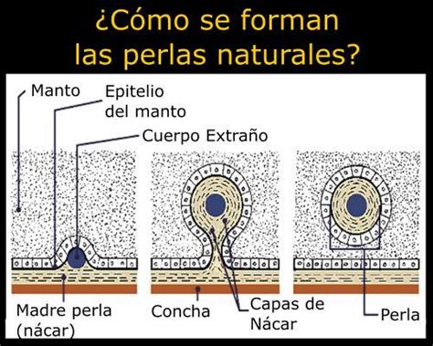 Este es el proceso natural de la creación de las perlas UNIKA FM