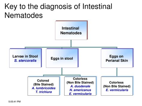 Ppt Intestinal Nematodes Powerpoint Presentation Free Download Id9407601