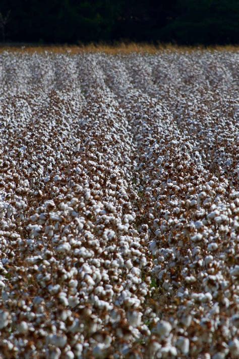 harsh truth  gmo cotton     panaprium