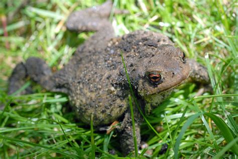 Crapaud Tout Savoir Sur Les Crapauds Pratiquefr