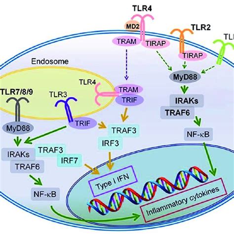 Signaling Pathways Of Tlr Surface And Endosomal Tlrs Bind To Adaptor