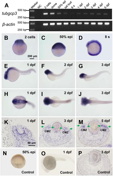 Zebrafish Embryo Dpf