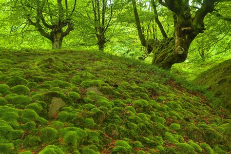 Moss - картинки