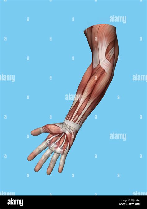 Anatomy View Of Hand And Arm Muscles Stock Photo Alamy