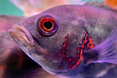 8 Fish to Avoid in Beginner Aquariums: Difficult Species - PetHelpful