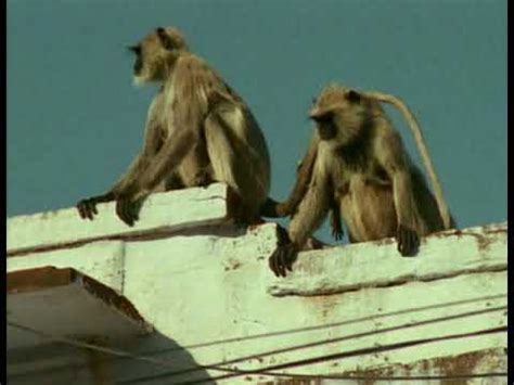 hqdefault.jpg?sqp=-oaymwEWCKgBEF5IWvKriqkDCQgBFQAAiEIYAQ==&rs ...