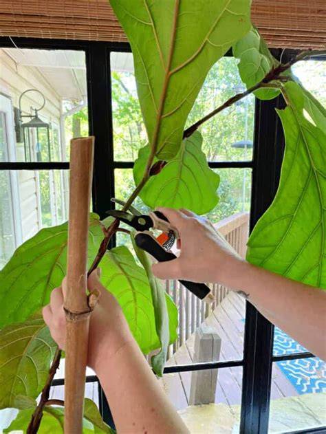 propagating  fiddle leaf fig story chatfield court