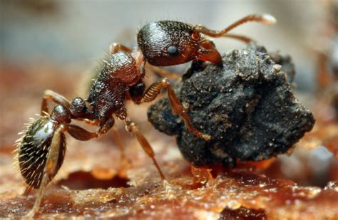 What Do Carpenter Ants Look Like