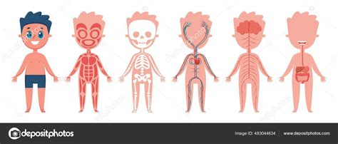 Jongenslichaam Anatomie Menselijk Spier Skelet Bloedsomloop