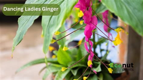 Top 19 Ginger Plant Varieties For Growing In Your Garden