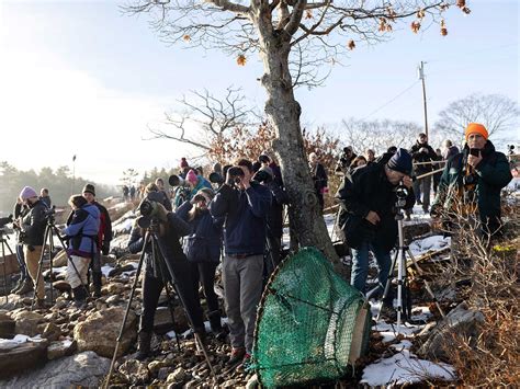 Lost bird sighting frenzy brings in the tourists | Popular Science