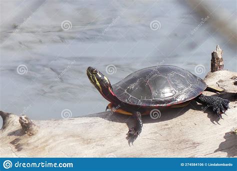 Painted Turtle on a Fallen Log Stock Photo - Image of painted, diurnal ...