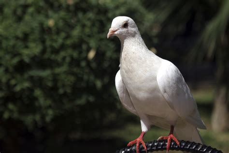 Difference Between Male And Female Mourning Doves