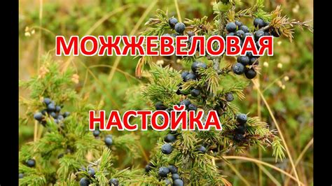 Настойка можжевеловая - YouTube