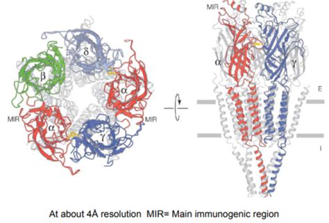 Lecture Channel Gating Transporter Movement And Lipid Modulation